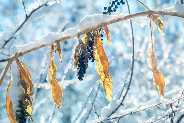O gelo sobre ramos de um arbusto contra o céu azul escuro — Fotografia de Stock