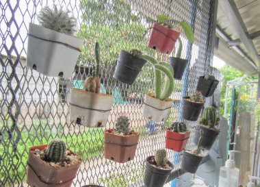 Tencerelerdeki küçük kaktüsler çiti dikey olarak süsler..                               
