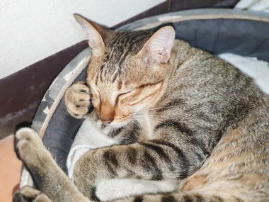 Güzel kedi. Yatakta iyi geceler.