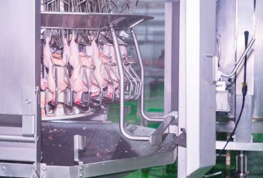 Tavuğu delip, iç organlarını kesim fabrikasından çıkaracağız..