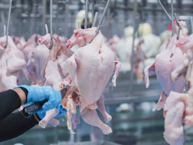 İşçi, mezbahada korkulukta asılı duran bir tavuğu katletti..