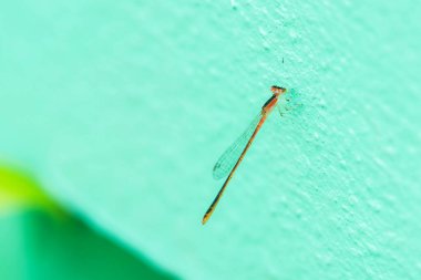 Yusufçuk gün boyunca çitlere tünedi..