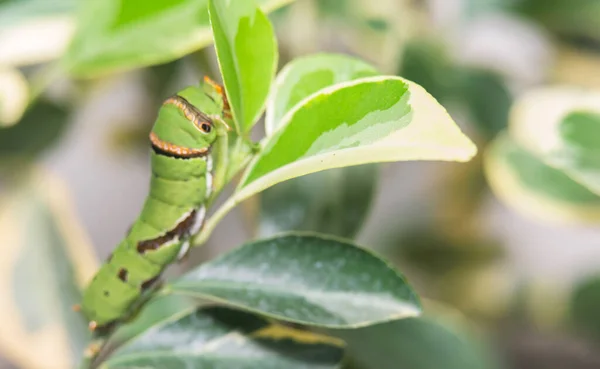 The caterpillars are eating leaves during the day.