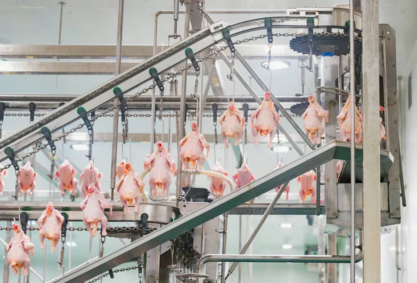 Les Poulets Sont Cueillis Suspendus Sur Rail Dans Une Usine — Photo