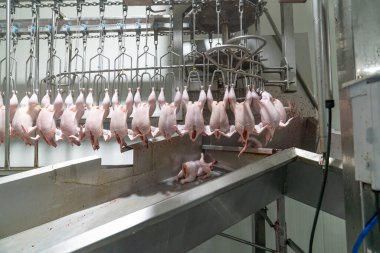 Zincirdeki tavuk, tavuk leşinin sıcaklığını düşürmek için soğutma tankına taşınıyor..