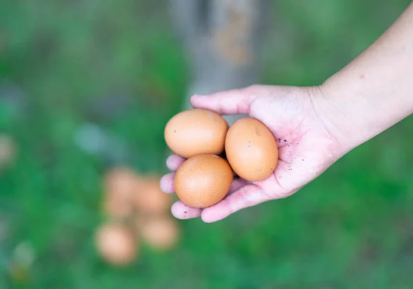 Крупный План Умелых Женщин Держащих Куриные Яйца Вне Фокуса — стоковое фото