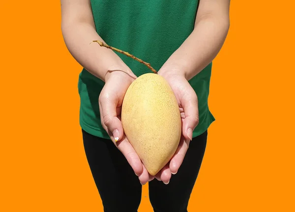 Mango Fruit Farmer Hand Isolate Orange Background Organic Fruit Harvest — Stock Photo, Image