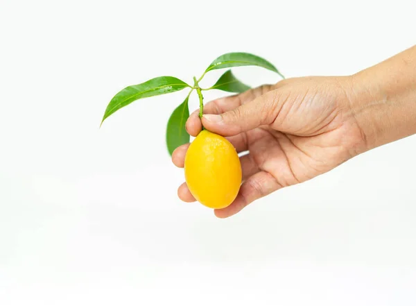 Hand Catch Sweet Marian Plum Fruit Isolated White Background — Stock Photo, Image