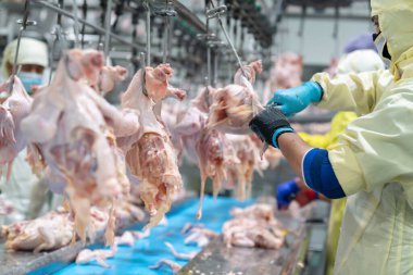 Bir işçi konveyör rayında tavuk parçalarını kesmiş..