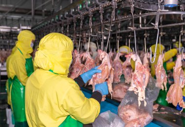 İşçi kümes hayvanları işleme fabrikasında tavuk parst kesti.