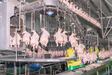 Tavuklar toplanıyor ve tavuk parçaları fabrikasındaki taşıma zincirlerine asılıyor..