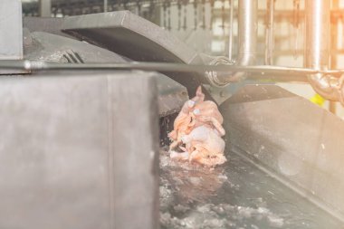 Tavuk, ısıyı düşürdükten sonra soğutma tankından çıkar..