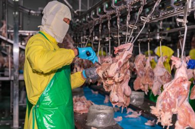 İşçiler, işlem sektöründe tavuk parçaları kesmek için bıçak kullanıyor..