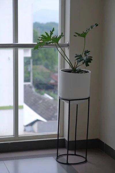 Ornamental Plants Pots Placed One Corner Building Add Aesthetic Sense — Stock Photo, Image
