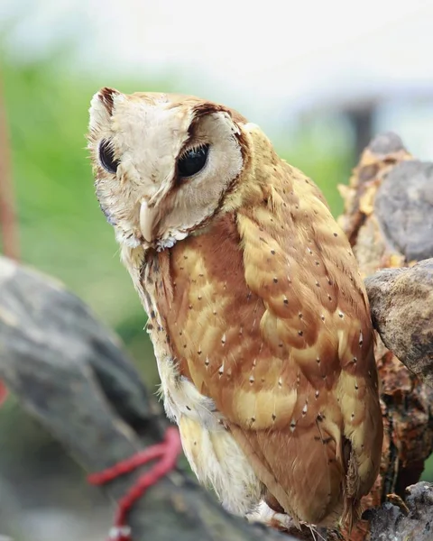 Owls One Predatory Birds Maintain Ecosystem Order Remain Sustainable — Stock Photo, Image