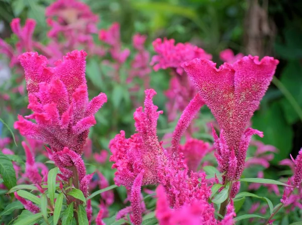 Ornamental plant that thrives in tropical climates, Cockscomb (Celosia cristata) from Amaranthaceae family.