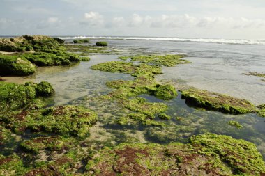 Ufukta ince dalgalar ve ön planda mercan resifleri olan sahil yeşil yosunlarla kaplıydı..