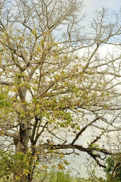 Árvore Gigante Pelo Outono Galhos Começam Molt Folhas Começam Girar — Fotografia de Stock