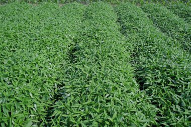 Bataklık lahanası ya da Ipomea sürüngenlerinin yetiştirilmesi, Asya 'da yaygın olarak dağıtılan ve günlük tüketim için tüketilen bir sebze türü..