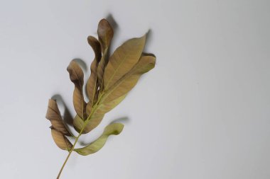 Rengi yeşilden kahverengiye değişen ve kurumaya başlayan bazı yapraklar beyaz arkaplanda izole edilmiştir.