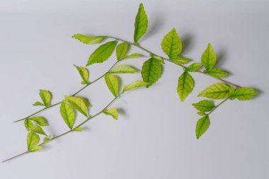 Beyaz arka planda yeşil yapraklar var. Görsel tasarım uygulama dekorasyonu için element doğası 