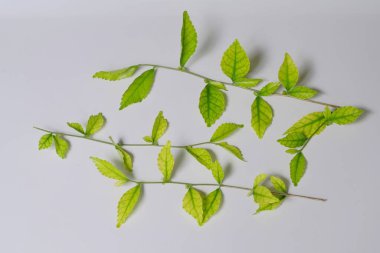 Beyaz arka planda yeşil yapraklar var. Görsel tasarım uygulama dekorasyonu için element doğası 