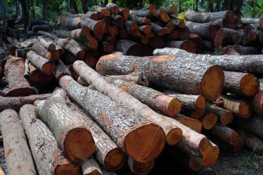 Nispeten küçük veya genç çapa sahip bir odun yığını