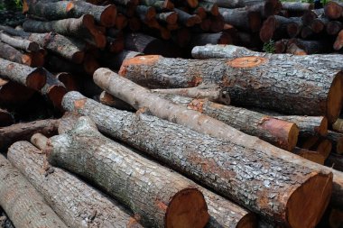 Nispeten küçük veya genç çapa sahip bir odun yığını