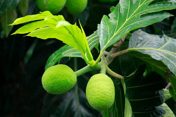 Sukun or breadfruit (Artocarpus altilis). The green fruit contains high levels of antioxidants and can be consumed as a healthy alternative to carbohydrates with low sugar levels