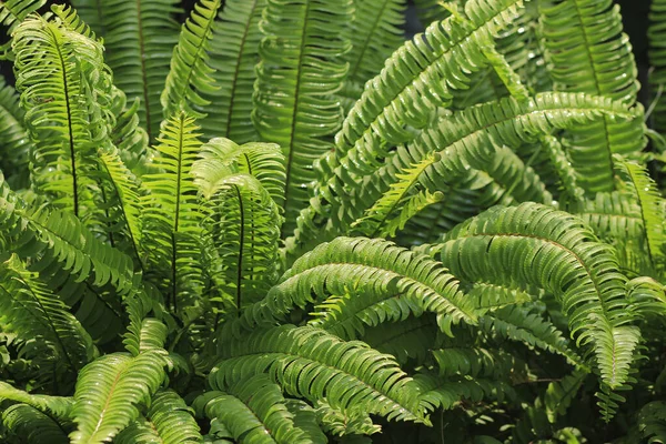 Pakis Paku Pedang Nephrolepis Cordifolia Este Tipo Planta Frequentemente Usado — Fotografia de Stock