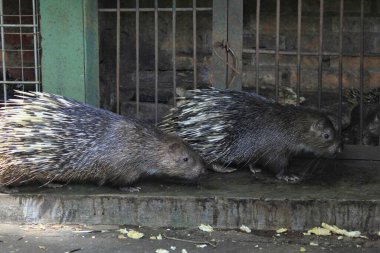Kirpi (Hystrix javanica) memeli, vücuduna dikenler dikerek tehditlere karşı bir savunma sistemine sahip olmasıyla bilinir.