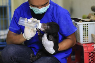 Yogyakarta, Endonezya, 17 Şubat 2016. Yavru bir Sun Bear, Vahşi Yaşam Kurtarma Merkezi 'nde bir hayvan bakıcısı tarafından bakılıyor.