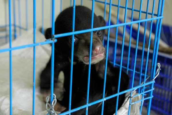 Oso Bebé Una Jaula Separada Madre Por Ser Víctima Del —  Fotos de Stock