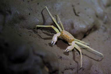 Yogyakarta, Indonesia, 09/04/2014. Sesamoides Jacobsoni is a cave biota that lives in the Karst area of Gunung Sewu. This type of crab was first discovered by Edward Jacobson in 1911.