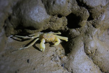 Yogyakarta, Indonesia, 09/04/2014. Sesamoides Jacobsoni is a cave biota that lives in the Karst area of Gunung Sewu. This type of crab was first discovered by Edward Jacobson in 1911.