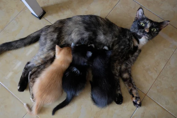 Mother Cat Who Breastfeeding Her Young Kittens — Stock Photo, Image