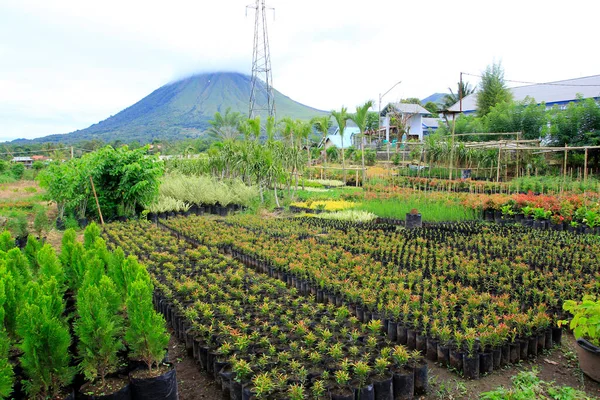 Nordsulawesi Indonesien Juni 2015 Zierpflanzenanbau Tomohon Hochland Vor Dem Hintergrund — Stockfoto