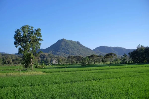 Een Stuk Groene Rijstvelden Met Heuvels Als Verste Achtergrond Blauwe — Stockfoto