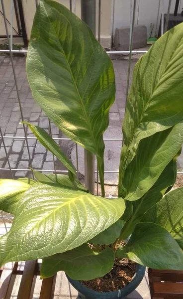 Zierpflanze Anthurium Jemani Die Durch Ihre Große Blattgröße Und Ihr — Stockfoto