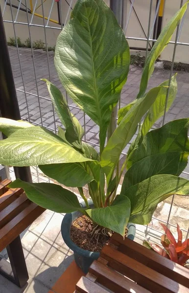 Anthurium Jemani Ornamental Plant Which Has Beauty Its Wide Leaf — Stock Photo, Image