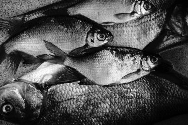 Beyaz İngiliz kedisi balığın arka planında çift pozlu