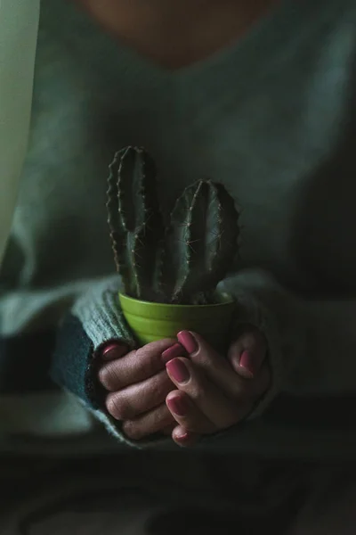 Las Manos Sostienen Dos Macetas Verdes Con Cactus —  Fotos de Stock