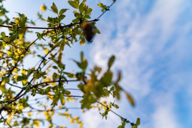Genç yapraklarla dolu dallar batan güneşin ve mavi gökyüzünün arka planında