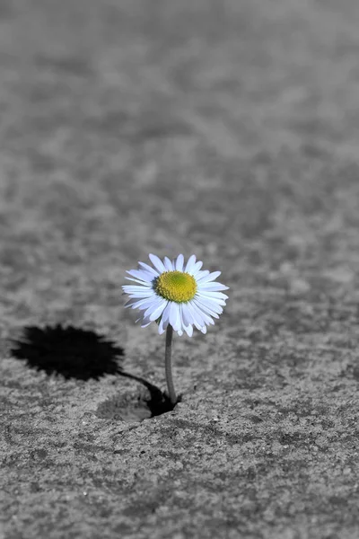 Daisy Creció Suelo Hormigón —  Fotos de Stock