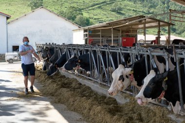 İspanya, CAntabria, 08-18-2020. Cantabria 'daki inek çiftliği tüm operasyonları ve çocuklar için çok eğlenceli bir yer..