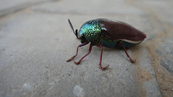 Close Indian Jewel Beetle Buprestidae Jewel Beetles Metallic Wood Boring — Φωτογραφία Αρχείου