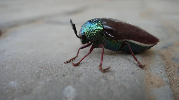 Close Besouro Jóia Indiana Buprestidae Besouros Jóia Besouros Chatos Madeira — Fotografia de Stock