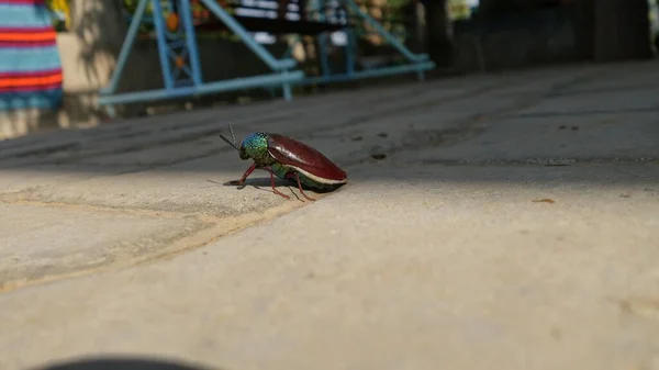 Juvelskalbagge Eller Chrysocoris Stollii Cementblockets Struktur Makroinsektssternocera Och Grönt Huvud — Stockfoto