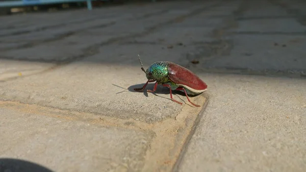 Juvelskalbagge Eller Chrysocoris Stollii Cementblockets Struktur Makroinsektssternocera Och Grönt Huvud — Stockfoto