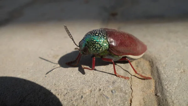 Жук Chrysocoris Stollii Текстуре Цементного Блока Макро Насекомое Sternocera Зеленая — стоковое фото